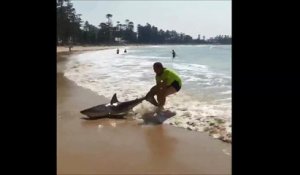 Ce touriste sauve un requin echoué sur la plage... Beau geste