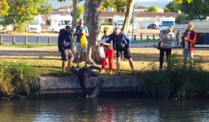 Ce pecheur sort un silure monstrueux du canal du midi...