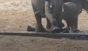 Cette maman éléphant vient sauver son petit coincé dans une gouttière en béton