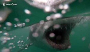 Ce requin ouvre sa gueule en grand pour mordre un appât derrière un bateau en Afrique du Sud... Impressionnant !