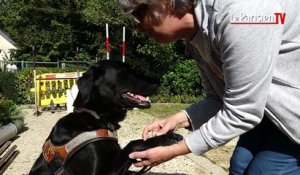 Profession : chien guide d'aveugles