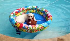 La Compile so cute des chiens qui aiment l'eau !