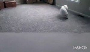 Un chien ne connait pas comment on descend des escaliers !
