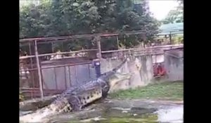 Regardez ce qui va sortir de l'eau... Plus grand crocodile du monde