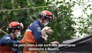 Séisme au Mexique: un chien sorti vivant des décombres