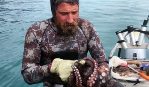 Ce plongeur mort un poulpe à l'oeil pour le neutraliser