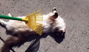 Ce chat kiffe se faire peigner les poils au RATEAU du jardin !