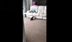 Un Bulldog Francais Tente De Monter Sur Le Canape Sur Orange Videos