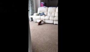 Ce chiot n'arrive pas à monter sur le canapé pour manger !