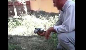 Un pigeon apprend à voler