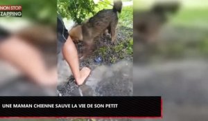 Une maman chienne fait tout pour sauver son petit de la noyade (Vidéo)