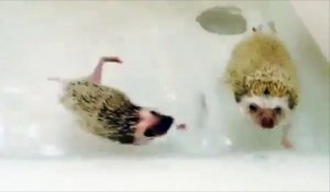 Ces hérissons adorent prendre leur bain !