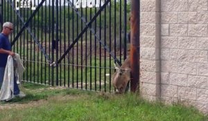 2 héros libèrent un cerf pris au piège dans une clôture en métal !