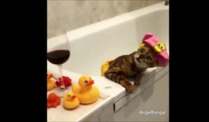 Tu vois pas que je me relaxe dans mon bain... Chat adorable