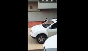 Un chat monte sur une voiture et  décide de se lâcher sur le pare-brise !