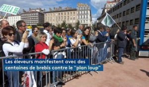 Lyon : des centaines d'éleveurs manifestent avec leurs brebis contre le futur plan loup