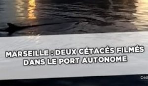 Marseille: Deux cétacés filmés dans le port autonome