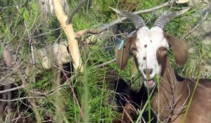 Dans le Gard, un berger et son troupeau entre pinèdes et lagunes