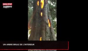 Incendie en Californie : Un arbre brûle de l’intérieur, les étonnantes images (Vidéo)