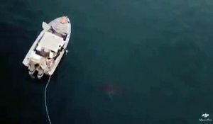 Agressivité d'un requin blanc auprès d'un bateau de pêcheurs !