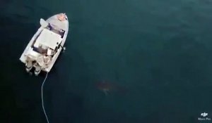 Un grand requin blanc essaye de détruire un bateau de pêcheurs !