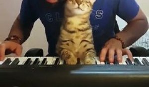 Ce chat adore quand son maitre joue du piano... Adorable!