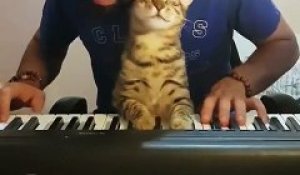 Ce jeune homme joue du piano, son chat adore !