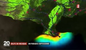 Etats-Unis : le Golfe du Mexique, un paradis empoisonné par les pesticides