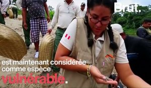 5000 bébés tortues relâchés au Pérou