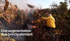 Déforestation : Retour sur les incendies de 2016