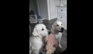 Deux chiens mangent des friandises en tenant leur peluche