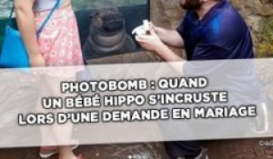Photobomb : Quand un bébé hippo s'incruste lors d'une demande en mariage