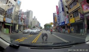 Sauvetage d'un chaton perdu au milieu de la route par un conducteur en Chine !