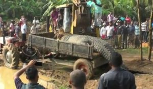 Un crocodile géant de près d'une tonne sauvé par ds habitant du Sri Lanka et remis dans la rivière