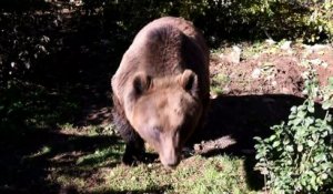 Au coeur de la Croatie, un refuge pour les ours