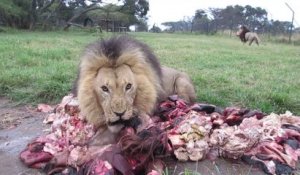 L'heure du repas pour des lions