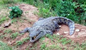 Toujours se méfier d'un crocodile en colère...