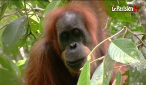 Une espèce rare d'orang-outan découverte en Indonésie