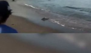 Quand une otarie poursuit un poisson jusque sur la plage