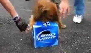Quand ton chien est dressé pour surveiller ton pack de bière! Efficace