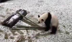 La joie d'un panda jouant dans la première neige de l'année !