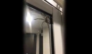 Un couple en panique à cause d'une énorme araignée chasseuse... Araignée géante