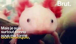 Axolotl : une espèce sauvage en danger