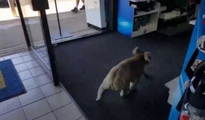 Trop mignon ce Koala se perd dans un magasin d'électronique en Australie !