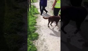 Une chienne retrouve son maitre après plus de 2 ans de séparation