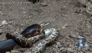 Ce serpent indigo avale un python... Impressionnant