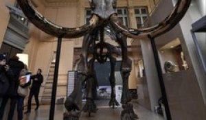Un squelette de mammouth aux enchères à Lyon