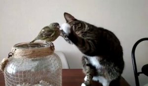 Moment magique entre un chat et un petit oiseau... Calin trop mignon
