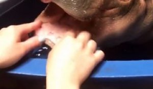 Un Bebe Fennec Trop Mignon Sur Orange Videos