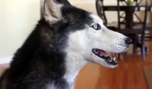 Ce husky sait dire Hamburger - Chien qui parle